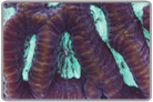 Turquoise Close Maze Brain Coral